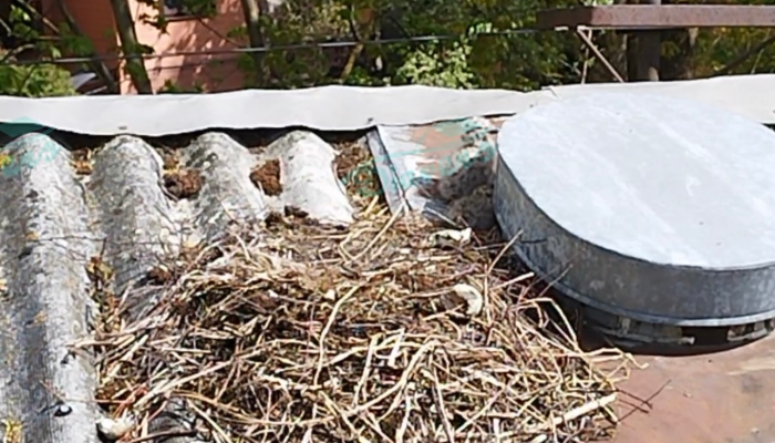 bezazbesta šīfera jumti